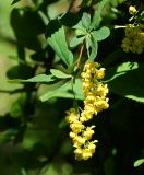 Berberis vulgaris. Верхушка веточки с соцветиями. Восточный Казахстан, г. Усть-Каменогорск, парк Жастар, в культуре. 04.06.2018.