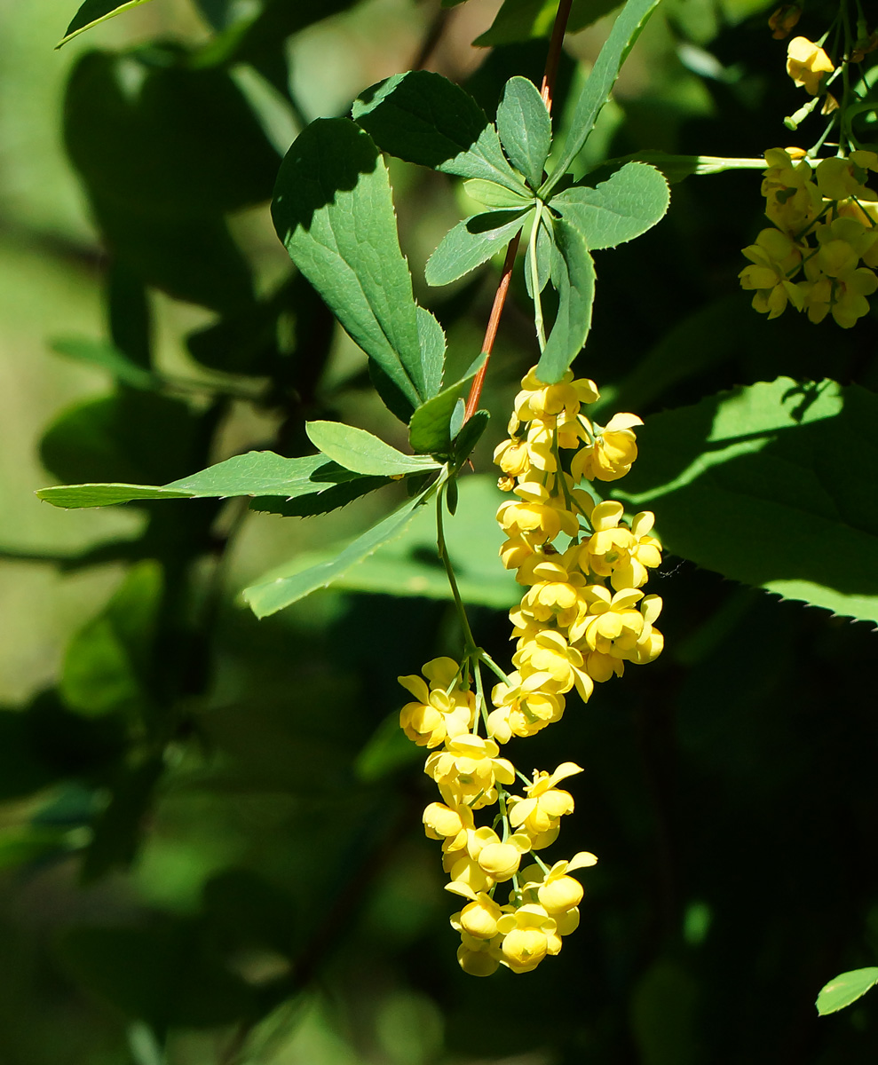 Изображение особи Berberis vulgaris.