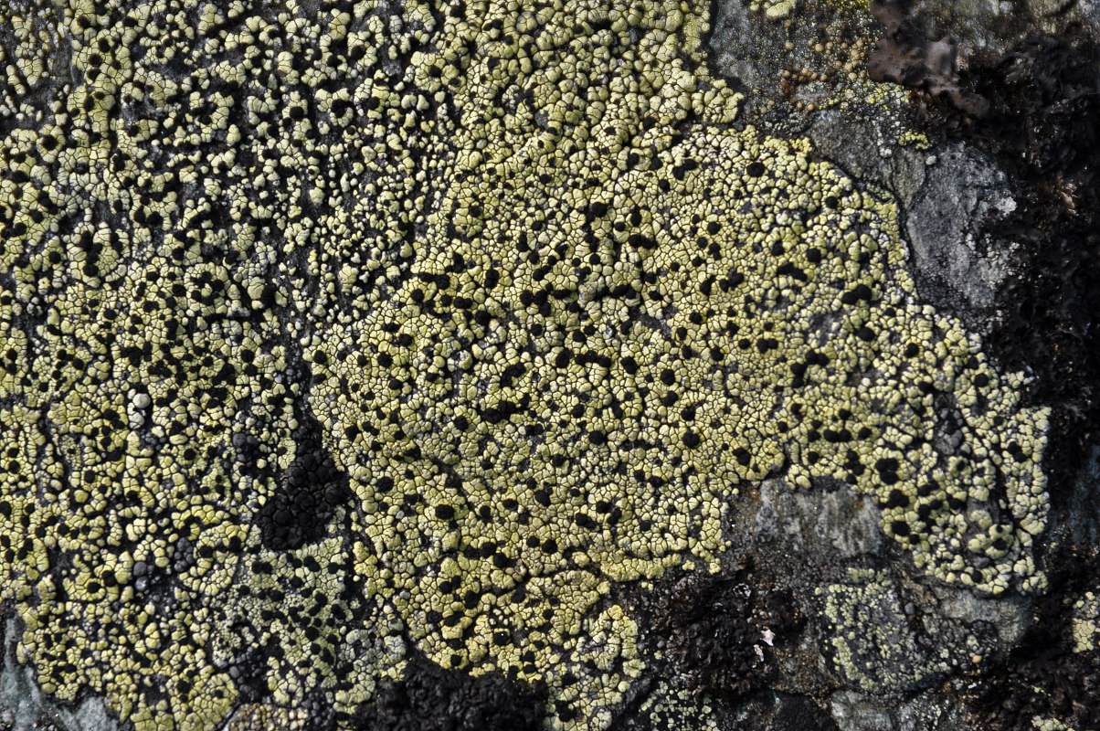 Image of genus Rhizocarpon specimen.