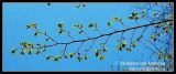 Ulmus laevis. Ветвь с распускающимися листьями. Подмосковье. 28.04.2008.