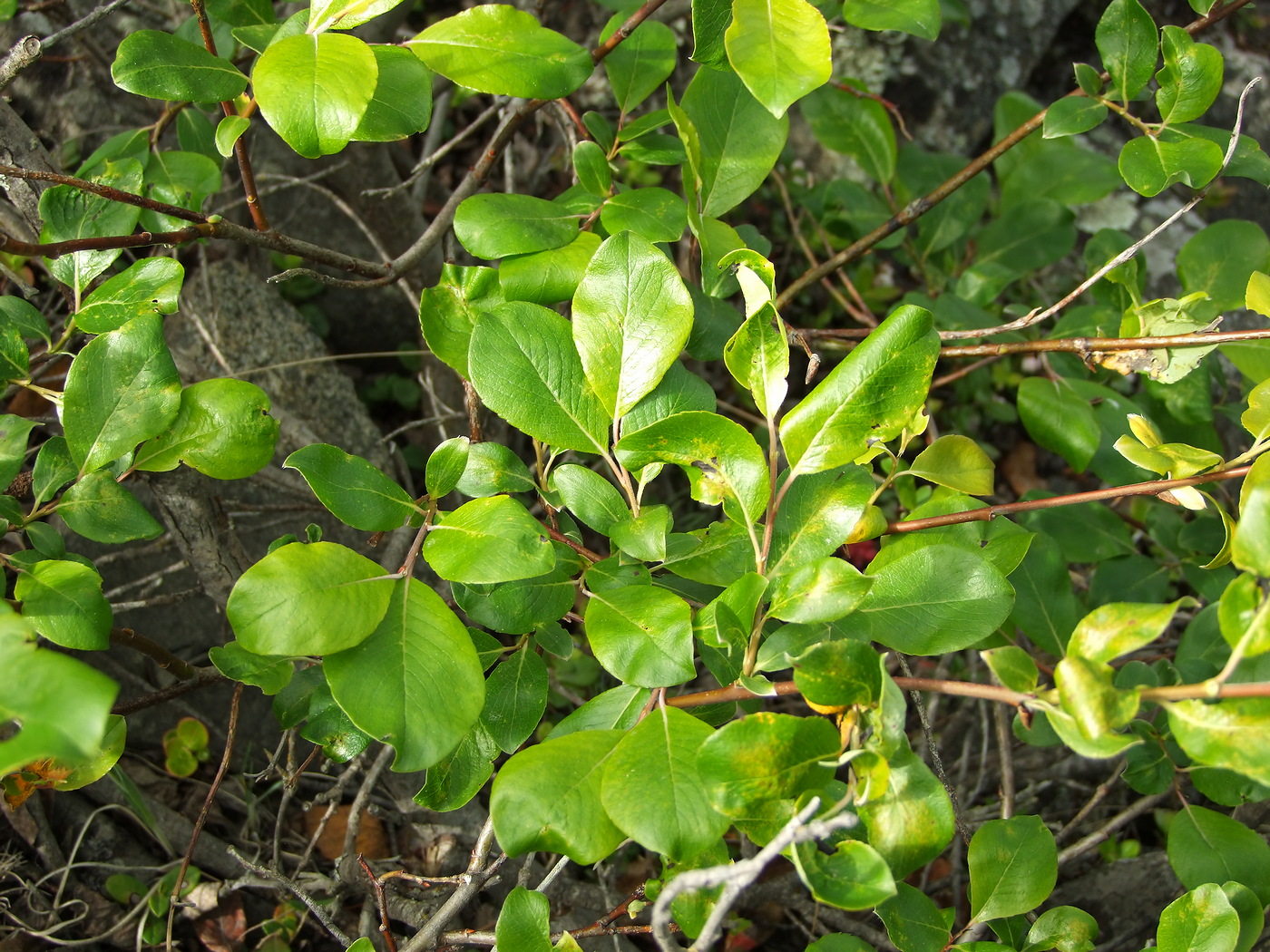 Image of Salix arctica specimen.