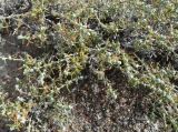Chenopodiaceae