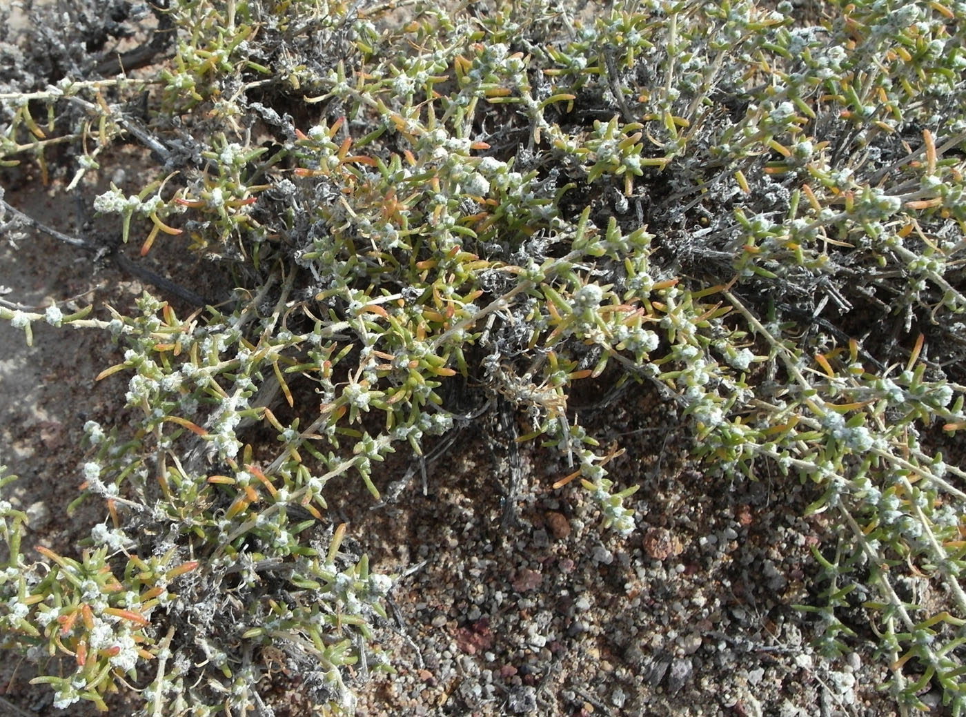 Изображение особи семейство Chenopodiaceae.