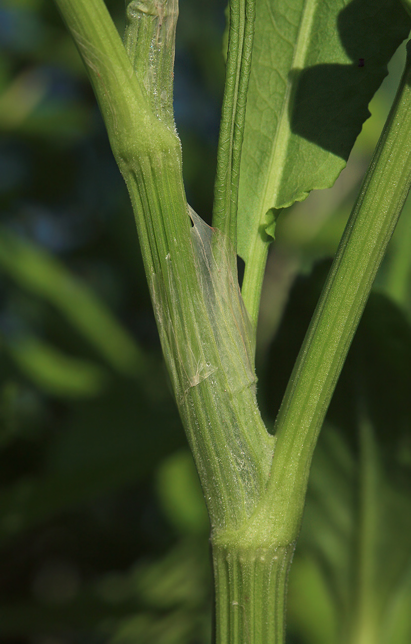 Изображение особи Rumex stenophyllus.