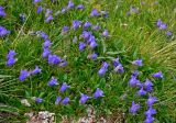 Campanula dasyantha. Цветущие растения. Красноярский край, Ермаковский р-н, природный парк \"Ергаки\", гора Птица, ≈ 2100 м н.у.м., альпийский луг. 17.07.2018.