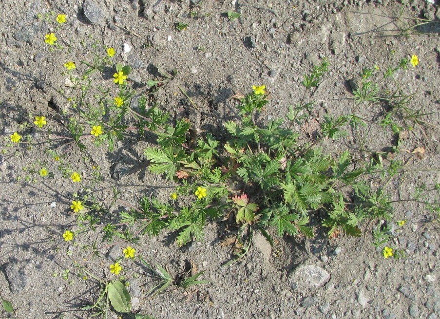 Изображение особи Potentilla intermedia.