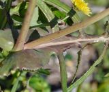 Sonchus tenerrimus