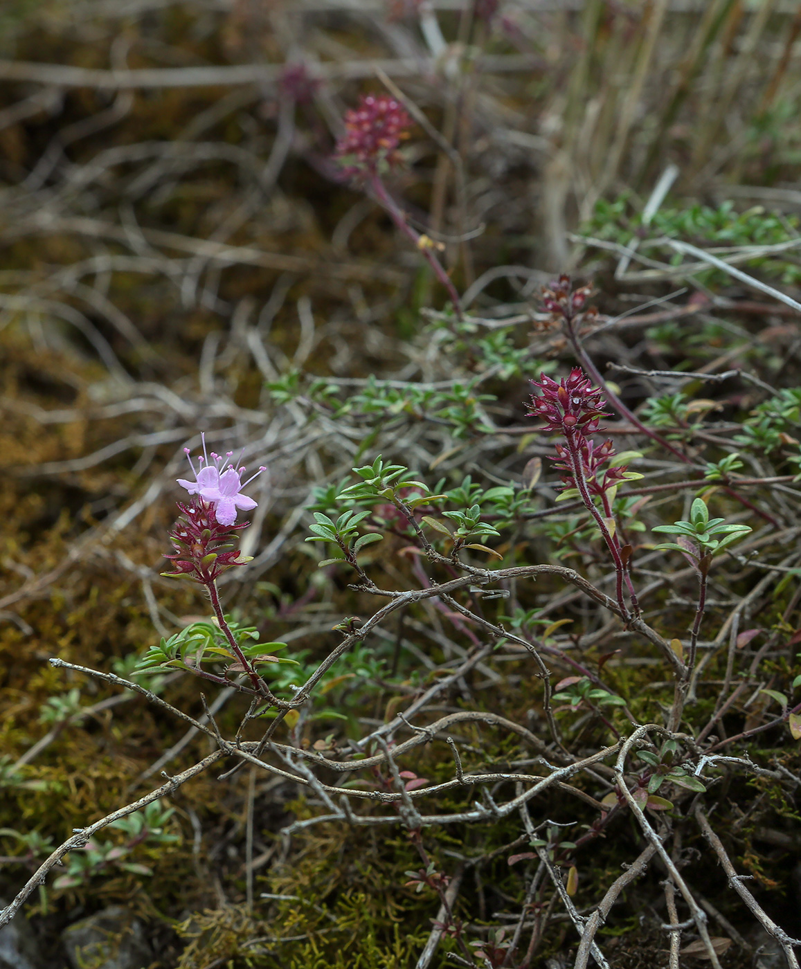 Изображение особи род Thymus.