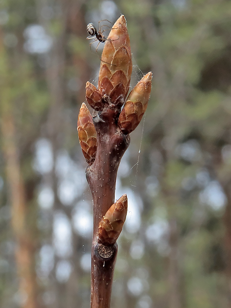 Изображение особи Quercus rubra.