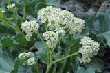 Crambe maritima