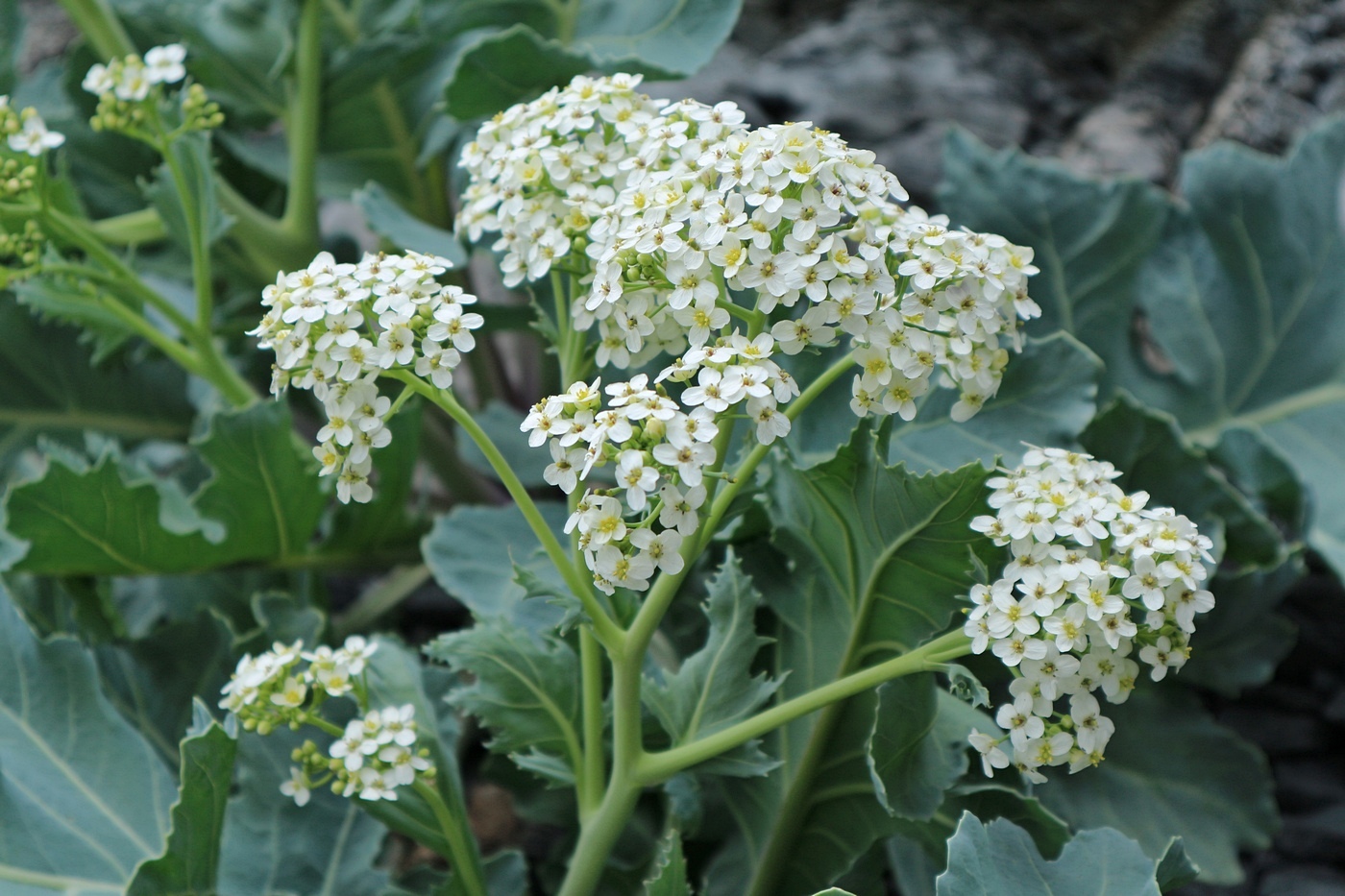 Изображение особи Crambe maritima.