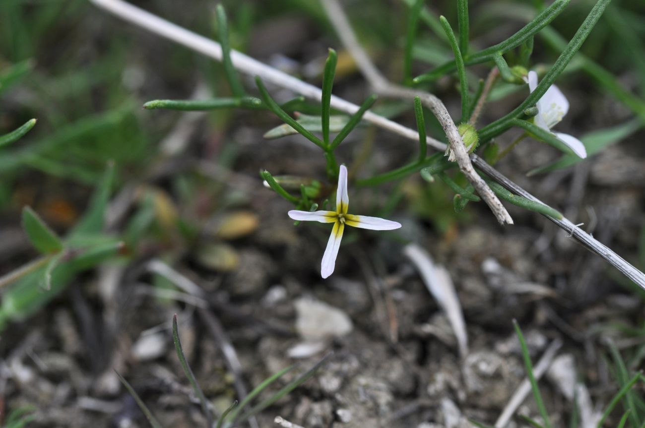 Изображение особи Leptaleum filifolium.