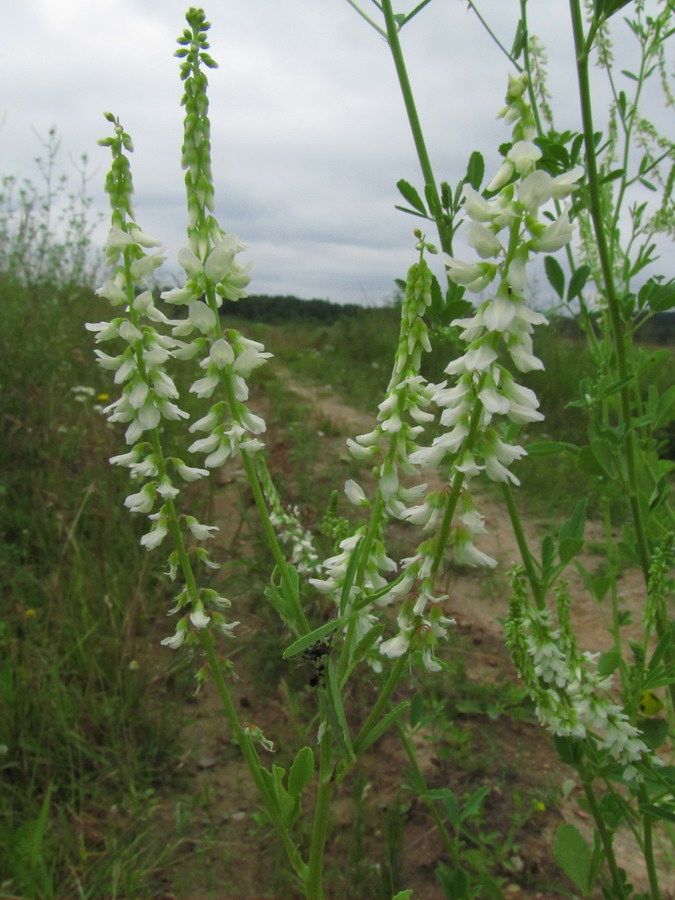 Image of Melilotus albus specimen.