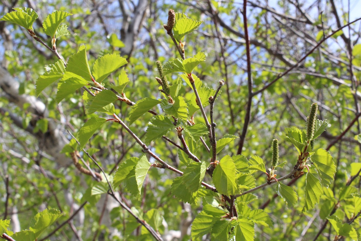 Изображение особи Betula kirghisorum.