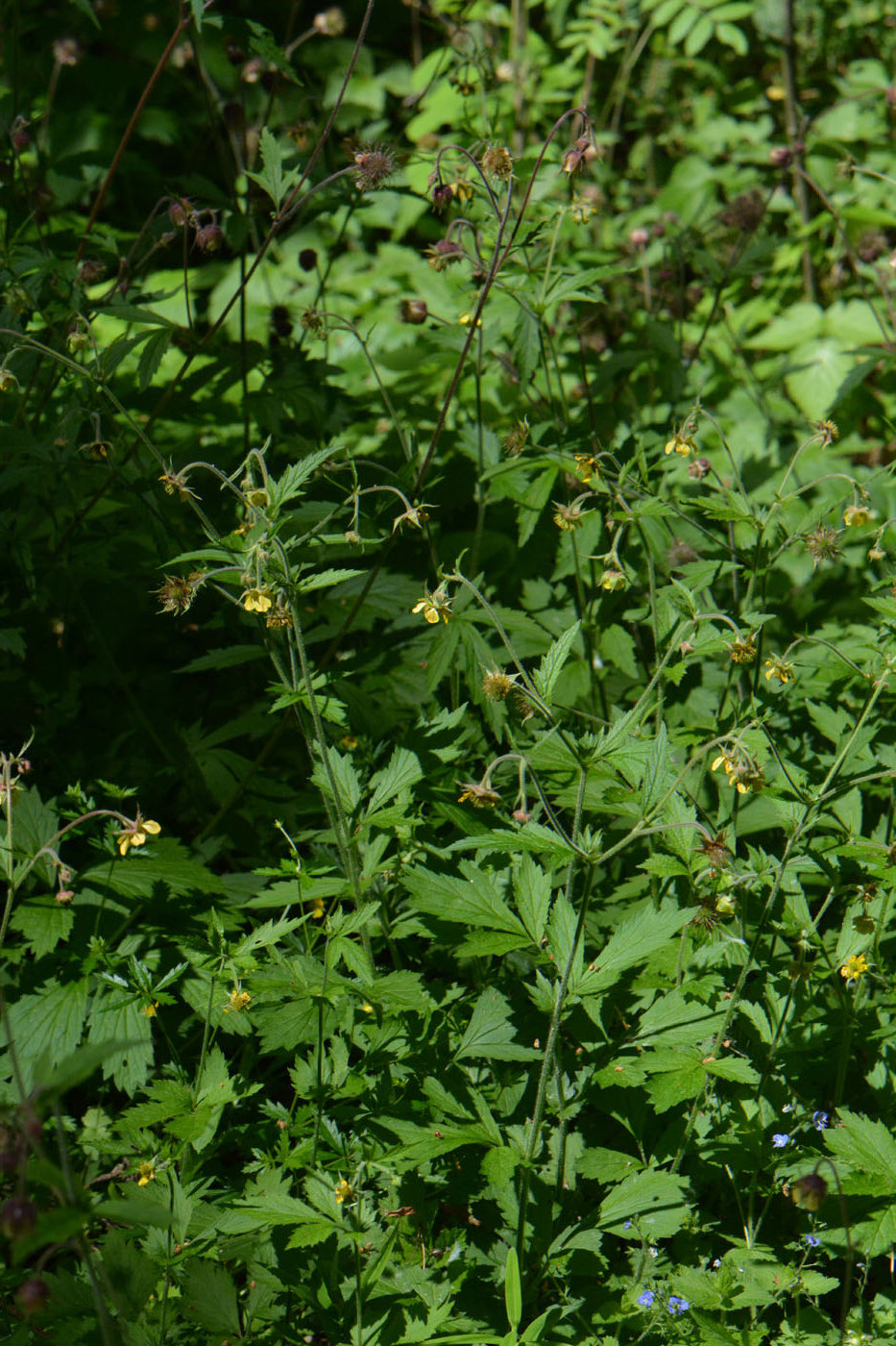Изображение особи Geum × intermedium.