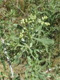 Image of taxon representative. Author is Александр Фатерыга