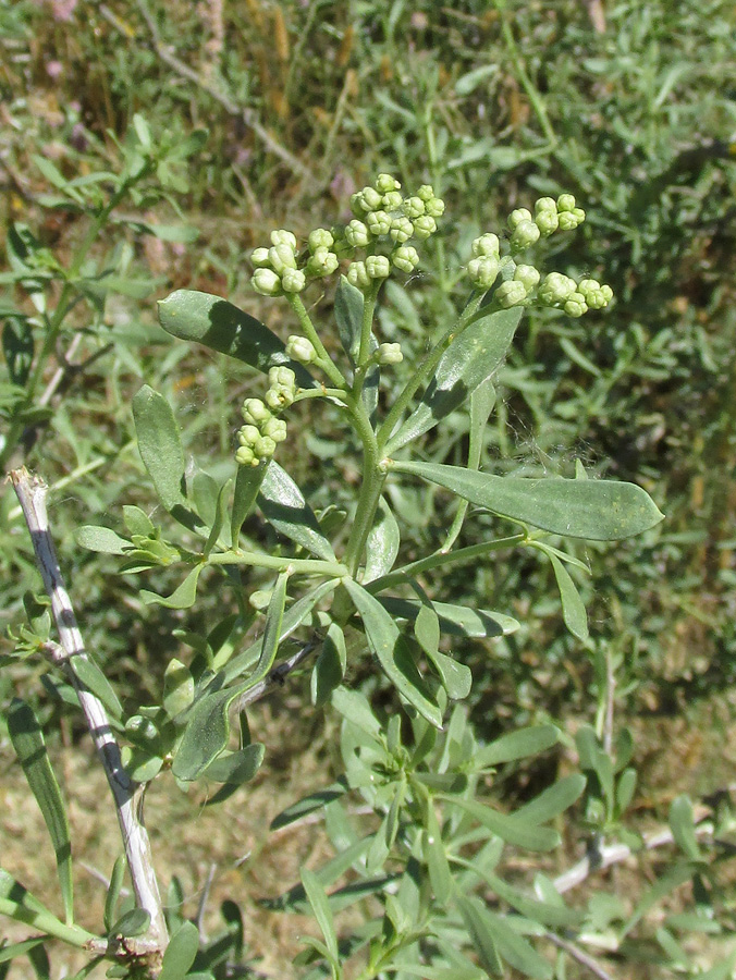 Image of Nitraria schoberi specimen.