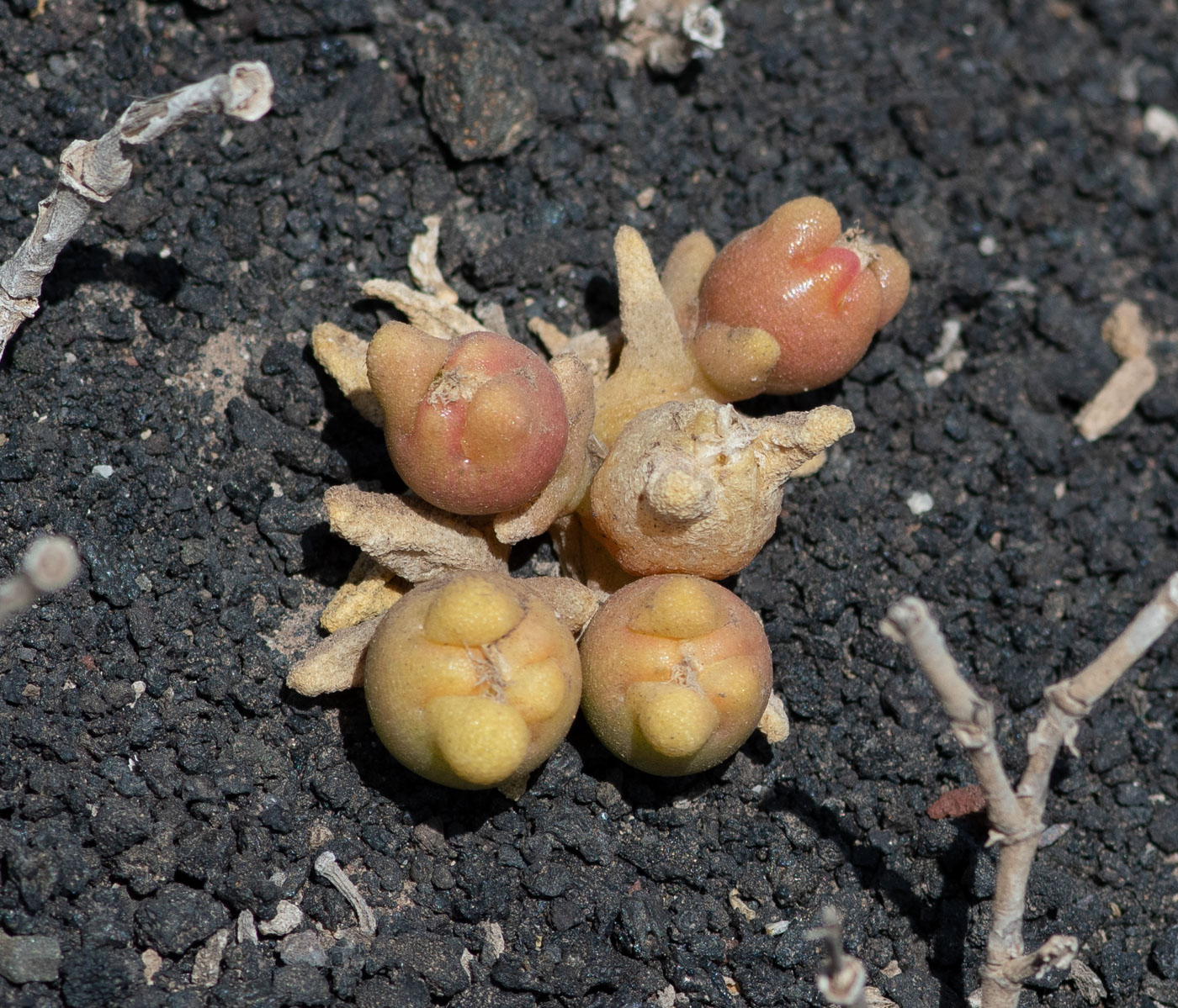 Image of Mesembryanthemum cryptanthum specimen.