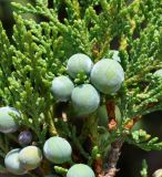 genus Juniperus