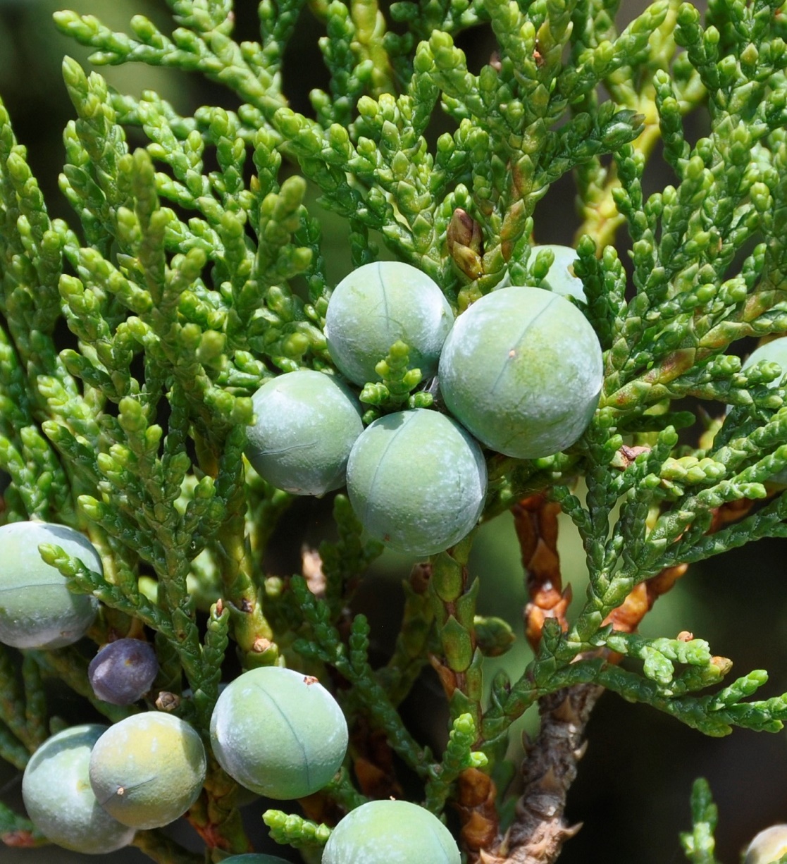 Изображение особи род Juniperus.