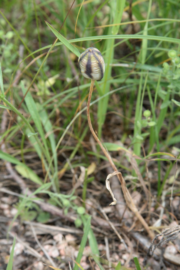 Image of Tulipa bifloriformis specimen.