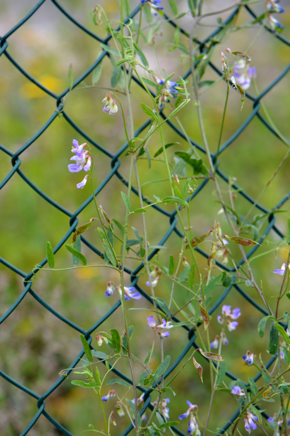 Изображение особи Vicia biennis.