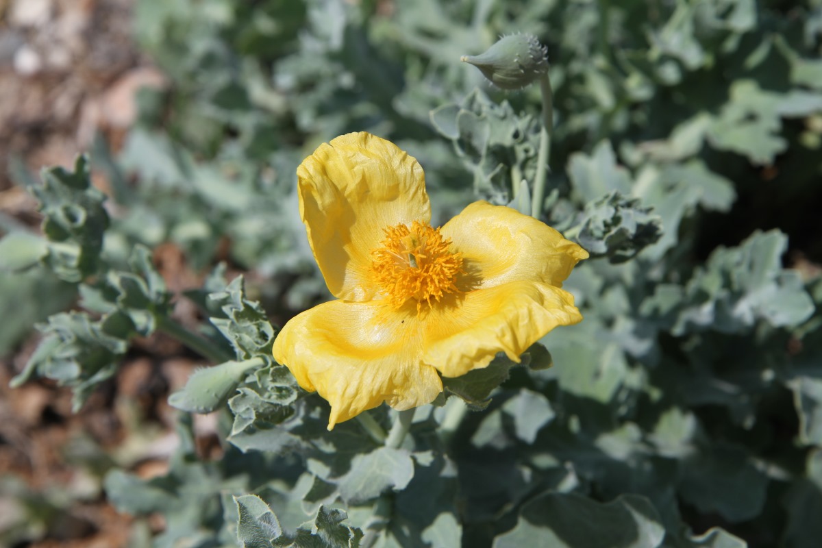 Изображение особи Glaucium flavum.