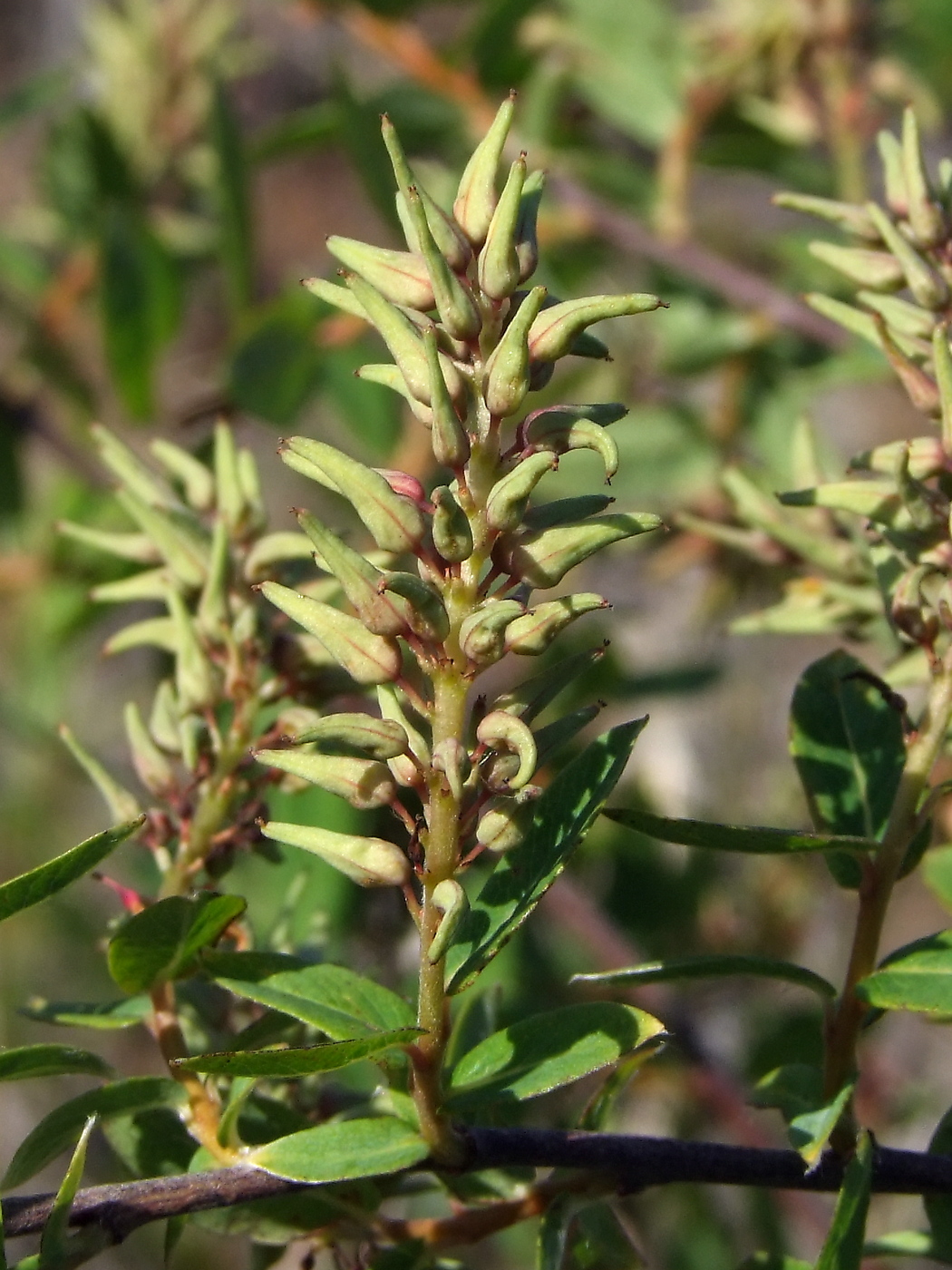 Изображение особи Salix myrtilloides.