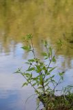 Bidens frondosa