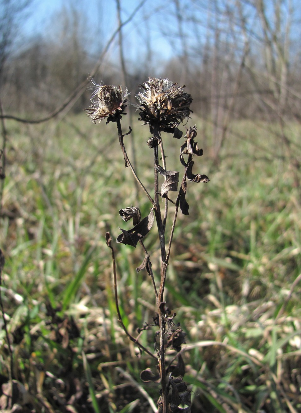 Image of Inula germanica specimen.