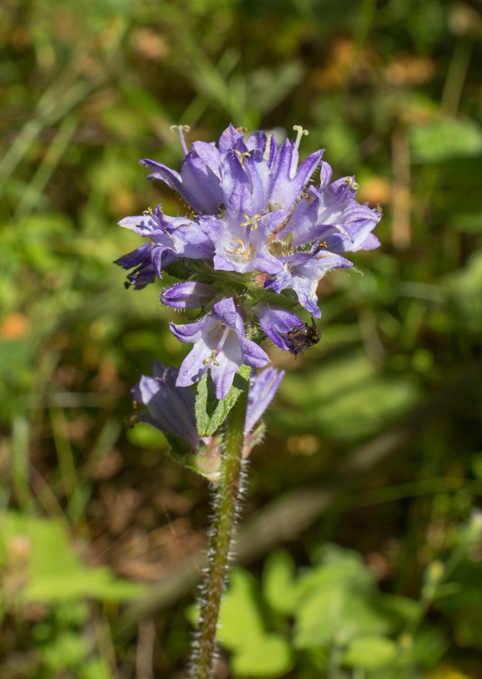 Image of Campanula cervicaria specimen.