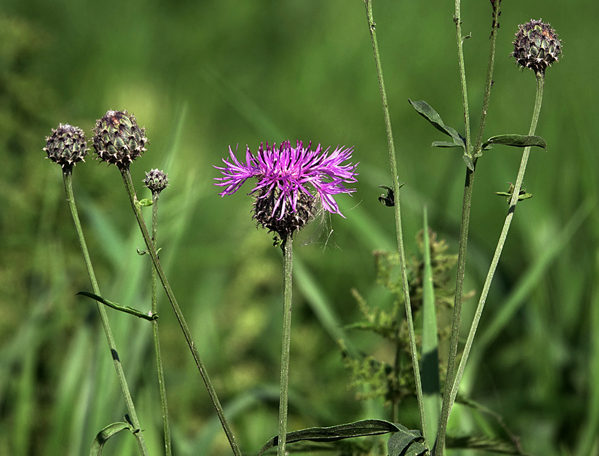 Image of Centaurea scabiosa specimen.