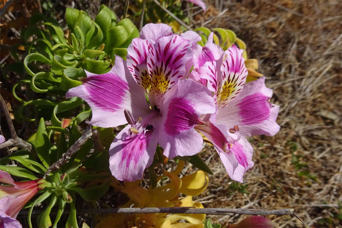 Image of Alstroemeria caryophyllaea specimen.