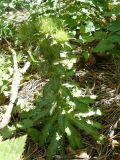 Carlina vulgaris. Зацветающее растение. Южный Берег Крыма, Ялта, ущелье Уч-Кош. 20.06.2010.