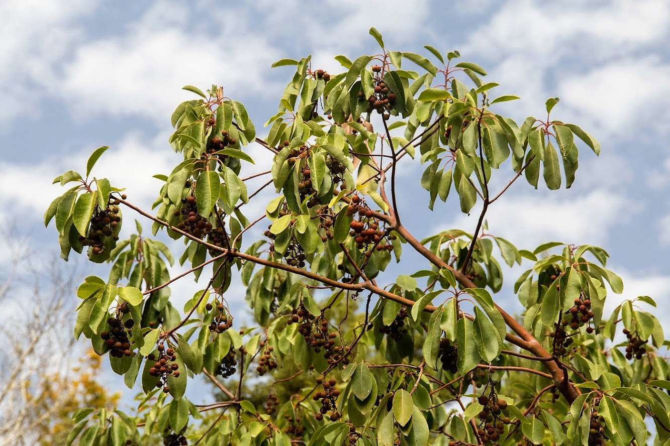 Изображение особи Arbutus andrachne.