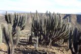 Trichocereus chiloensis