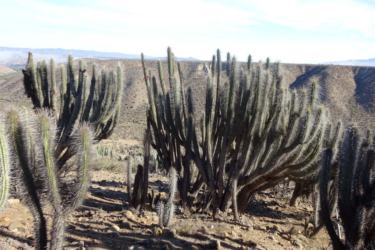 Image of Trichocereus chiloensis specimen.