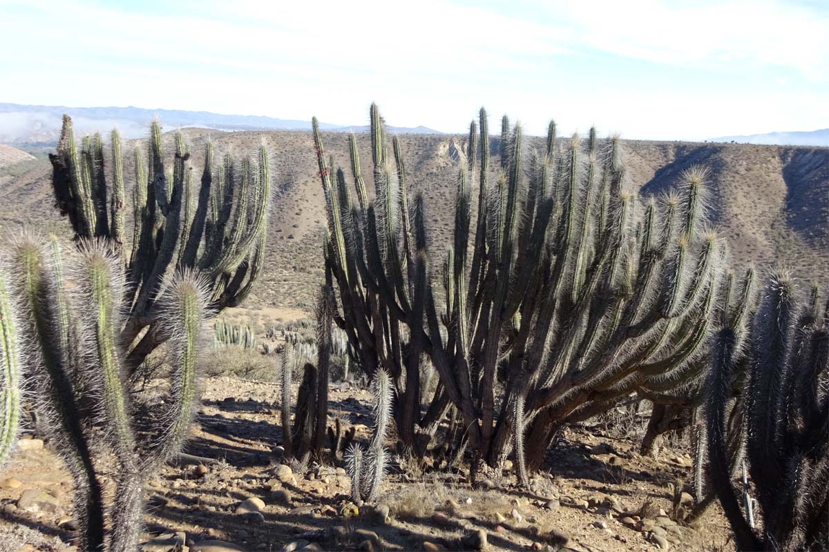 Изображение особи Trichocereus chiloensis.