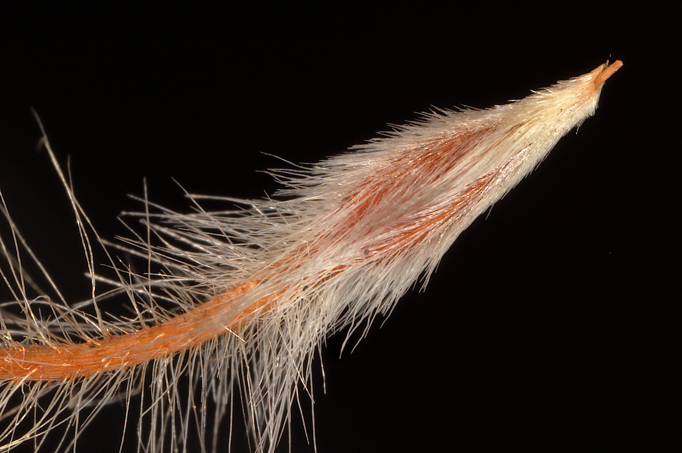 Image of Pulsatilla vernalis specimen.