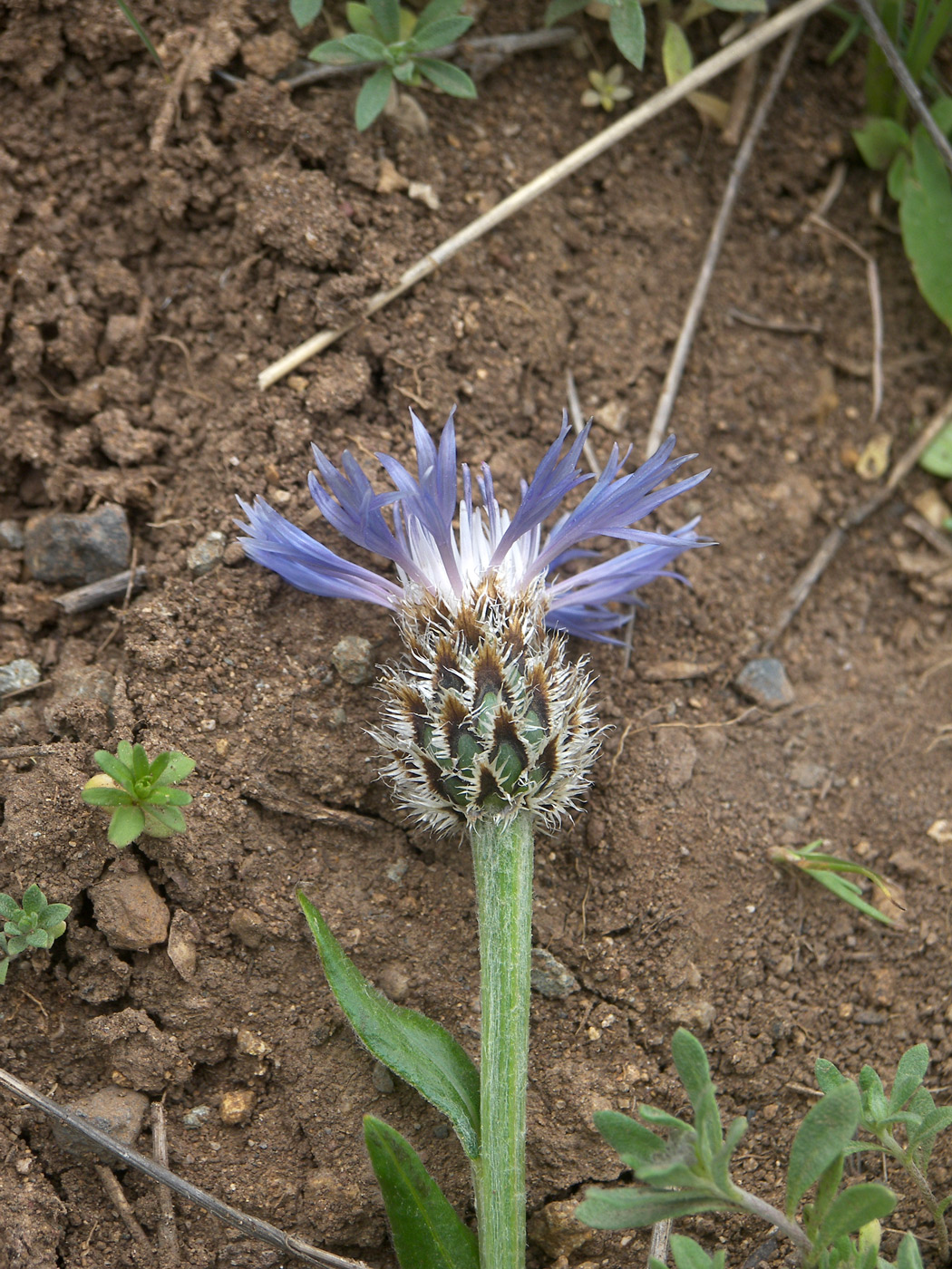 Изображение особи Centaurea triumfettii.