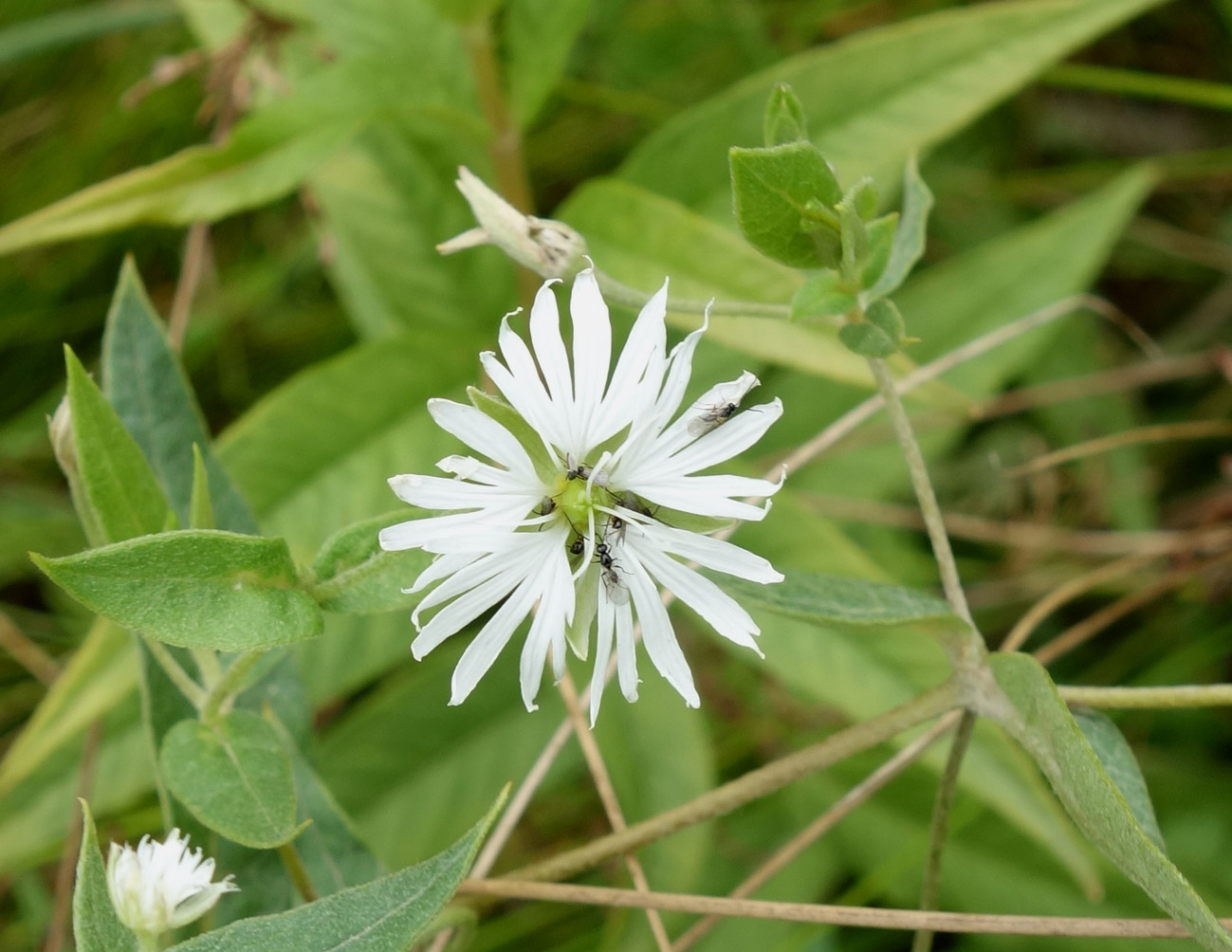 Изображение особи Fimbripetalum radians.