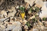 Sternbergia colchiciflora