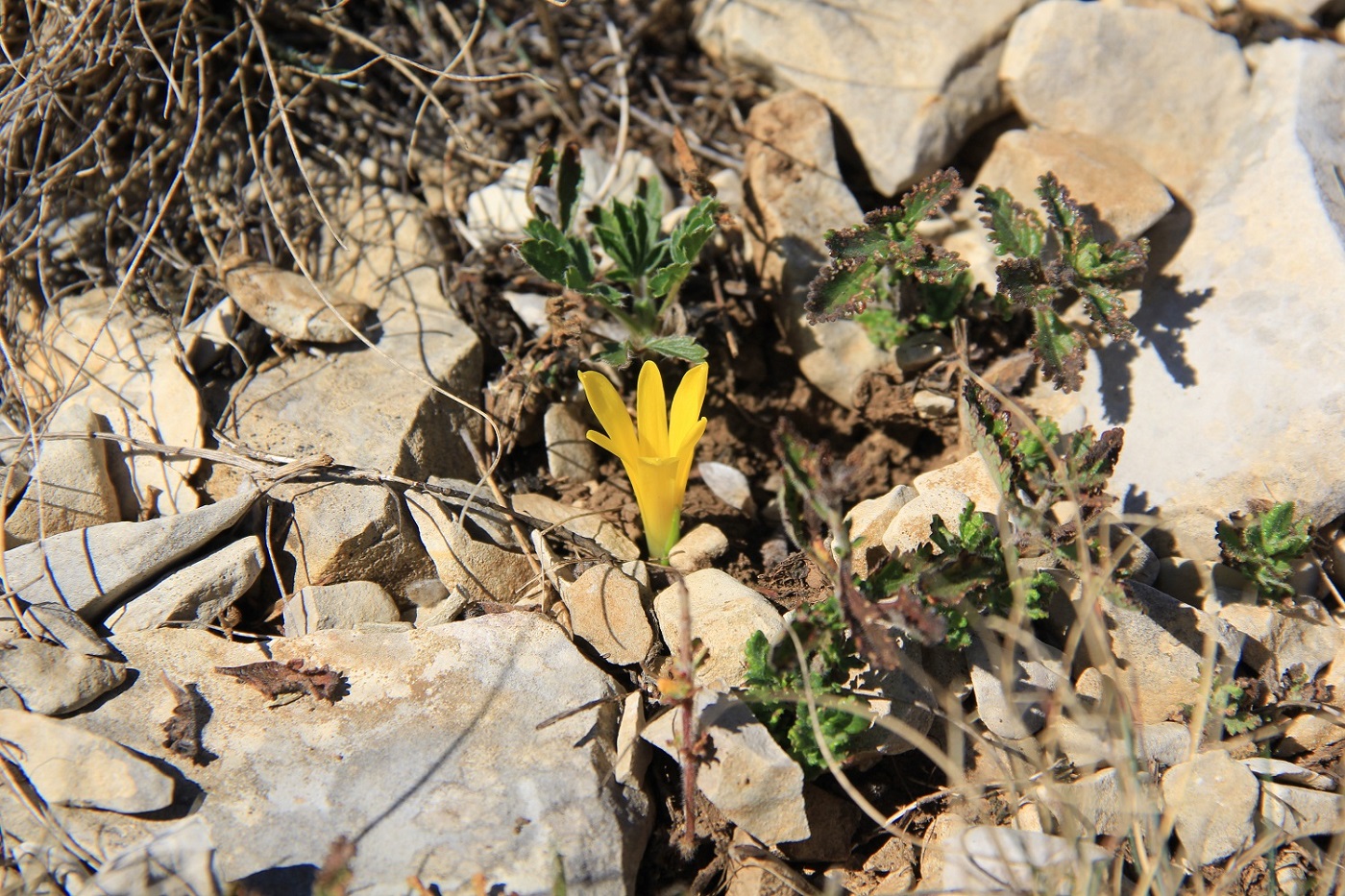 Image of Sternbergia colchiciflora specimen.