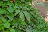 Syngonium podophyllum