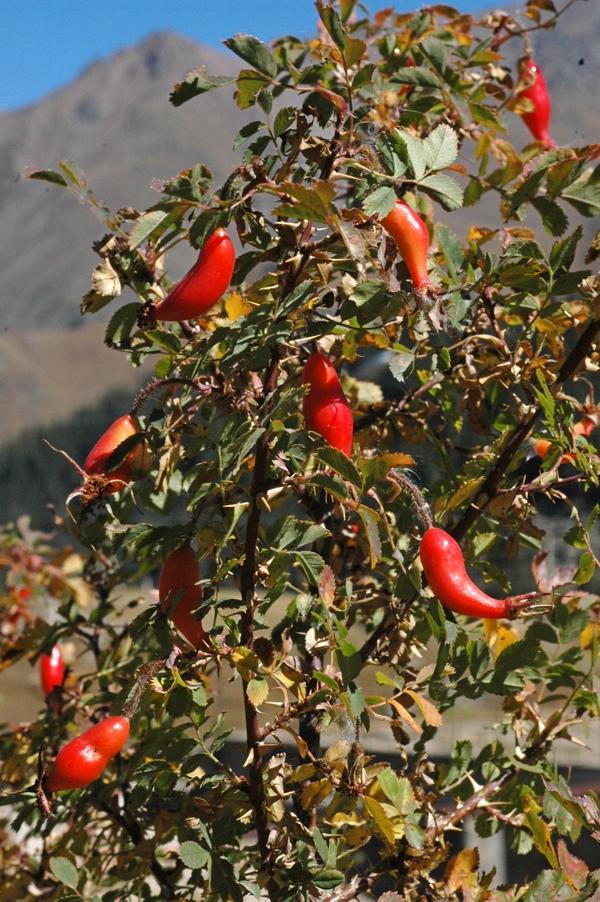 Image of Rosa alberti specimen.