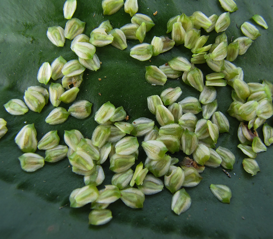 Изображение особи Sagittaria sagittifolia.