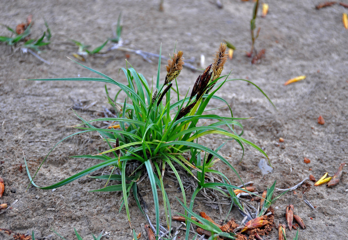 Изображение особи род Carex.