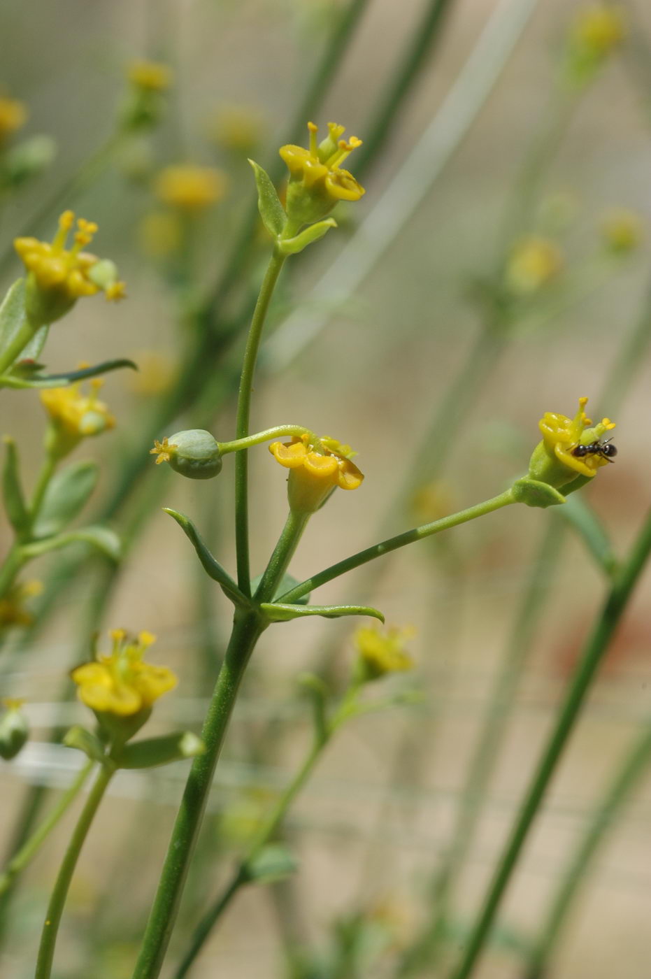 Изображение особи Euphorbia sclerocyathium.