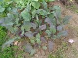 Brassica oleracea разновидность gongylodes. Вегетирующие растения. Тверская обл., Весьегонский р-н, с. Чистая Дуброва, в культуре. 14 июля 2019 г.