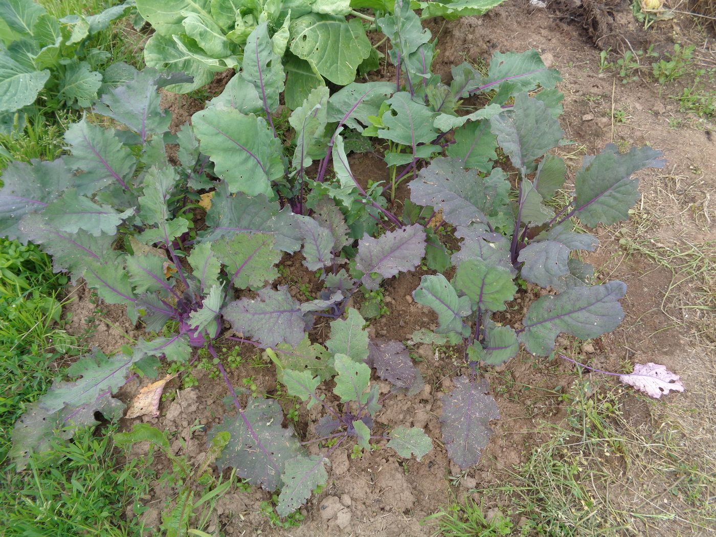 Image of Brassica oleracea var. gongylodes specimen.